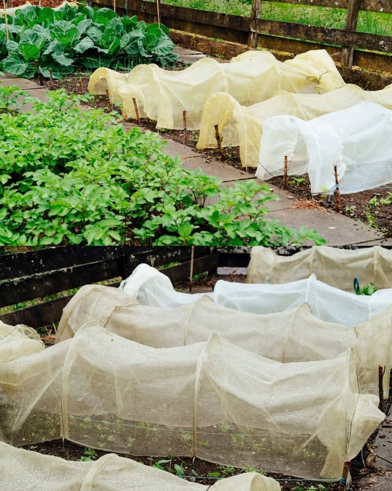 Protect Tender Plants From Frost