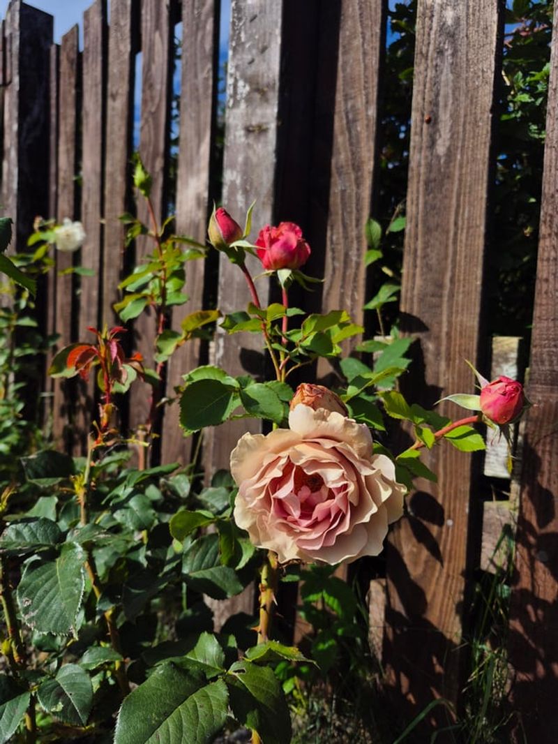 North Carolina's Climate Creates Special Rules