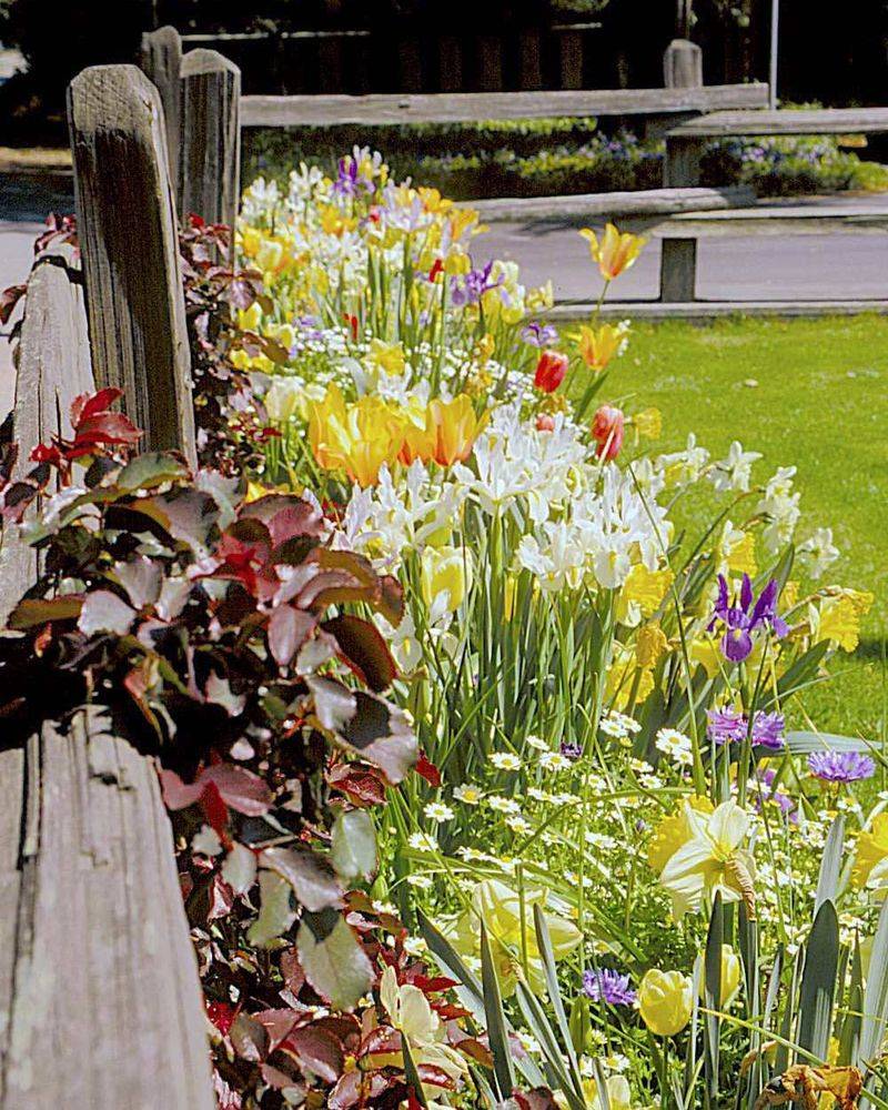 Plant Spring-Blooming Bulbs