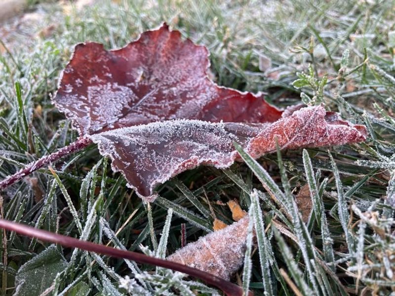 Protect Tender Plants from Freezes