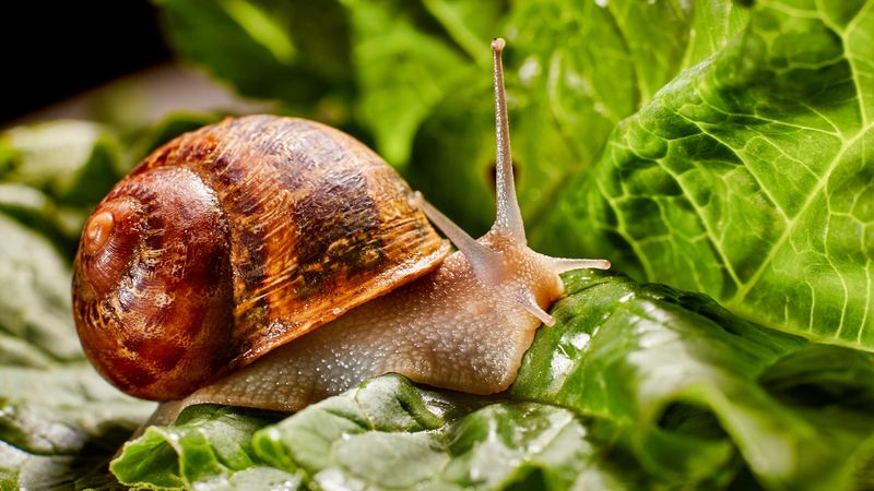 Deters Slugs And Snails