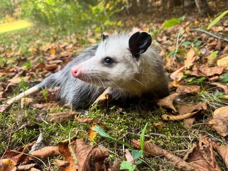 Rodent Reduction Without Traps Or Poison