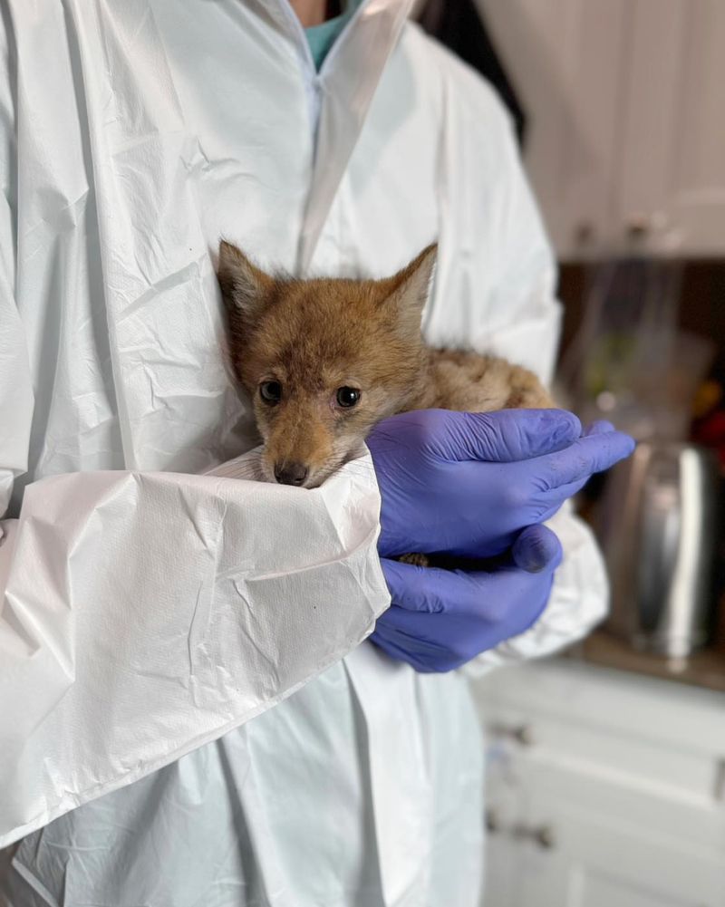 Contact Wildlife Control For Persistent Problems