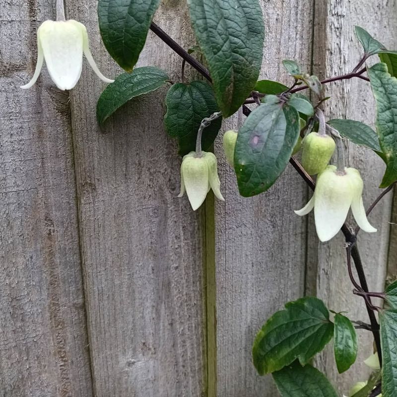Clematis Urophylla Winter Beauty