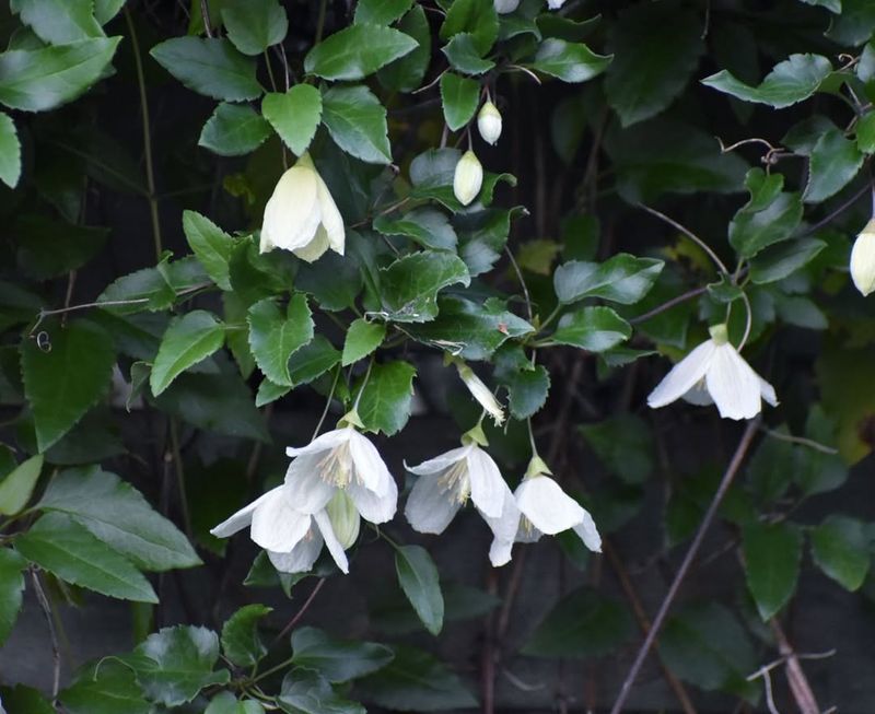 Clematis Cirrhosa Jingle Bells