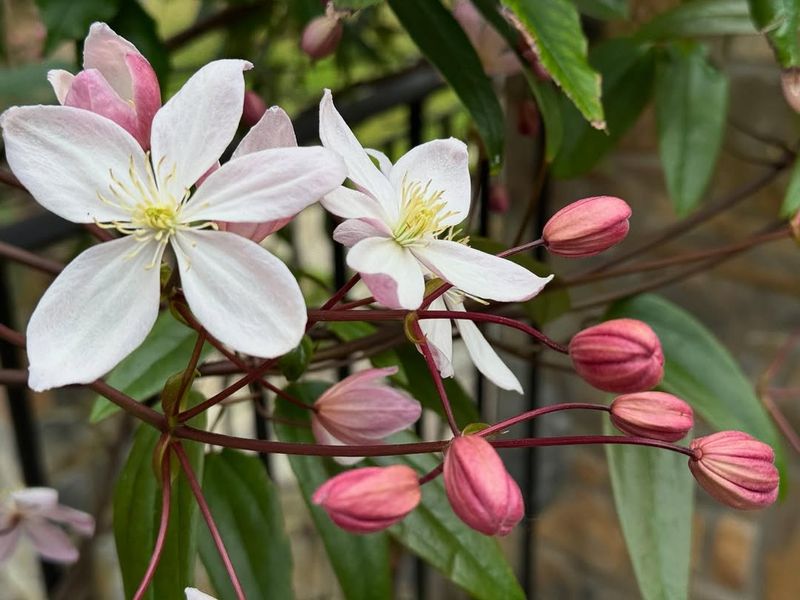 Clematis Armandii