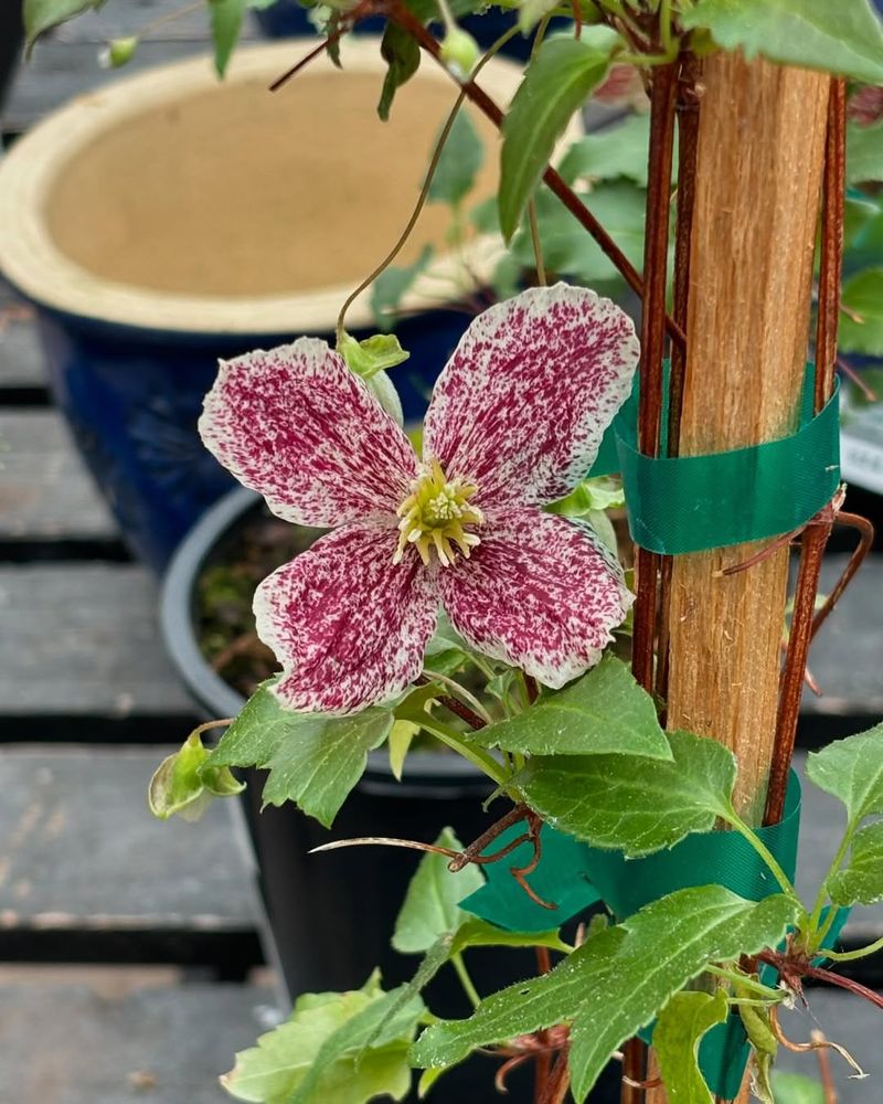 Clematis Cirrhosa Freckles
