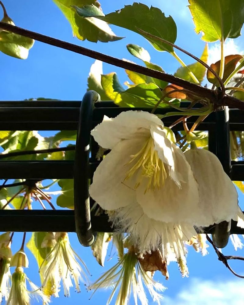 Clematis Cirrhosa Wisley Cream