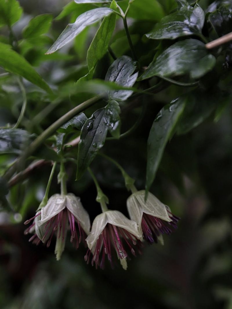 Clematis Napaulensis