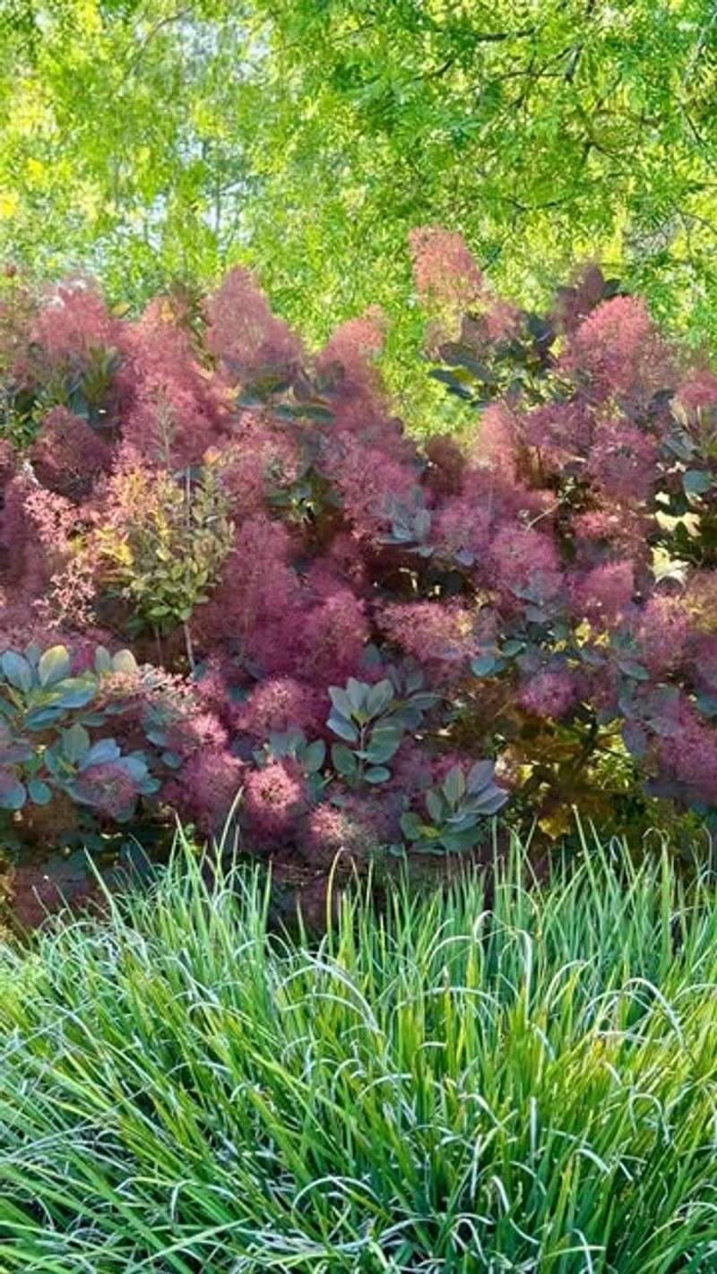 Smokebush Shrubs