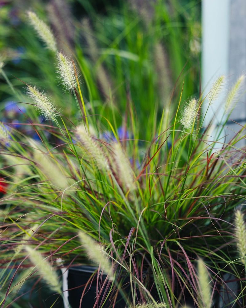 Ornamental Grasses