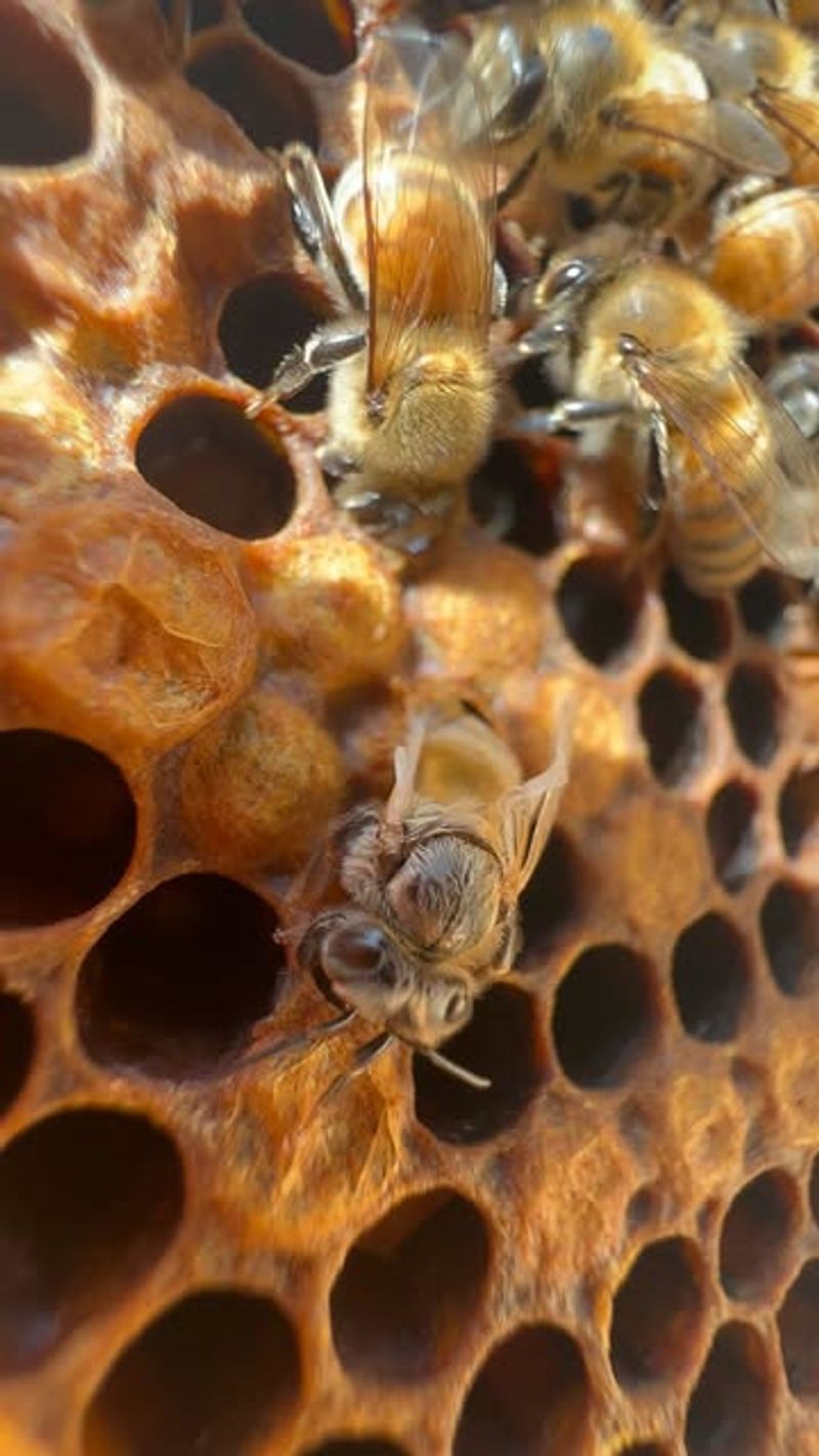 Invasive Pests And Diseases