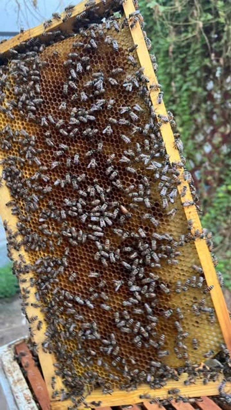 Varroa Mites Attacking Hives