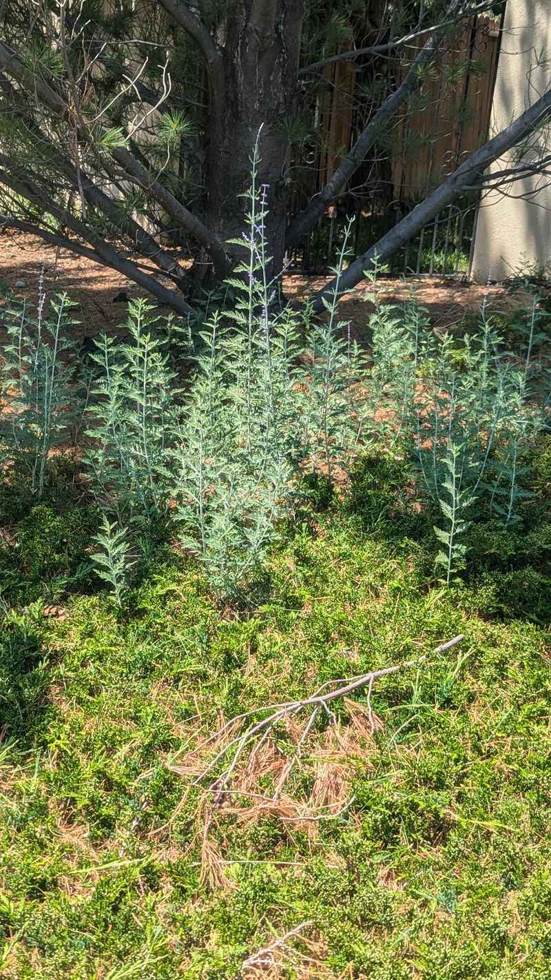 Invasive Plants Take Over Natural Areas