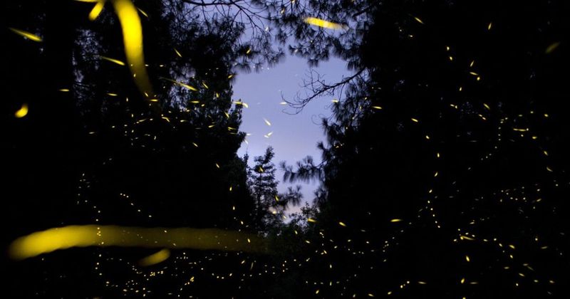 Overly Tidy Yards Eliminate Breeding Grounds