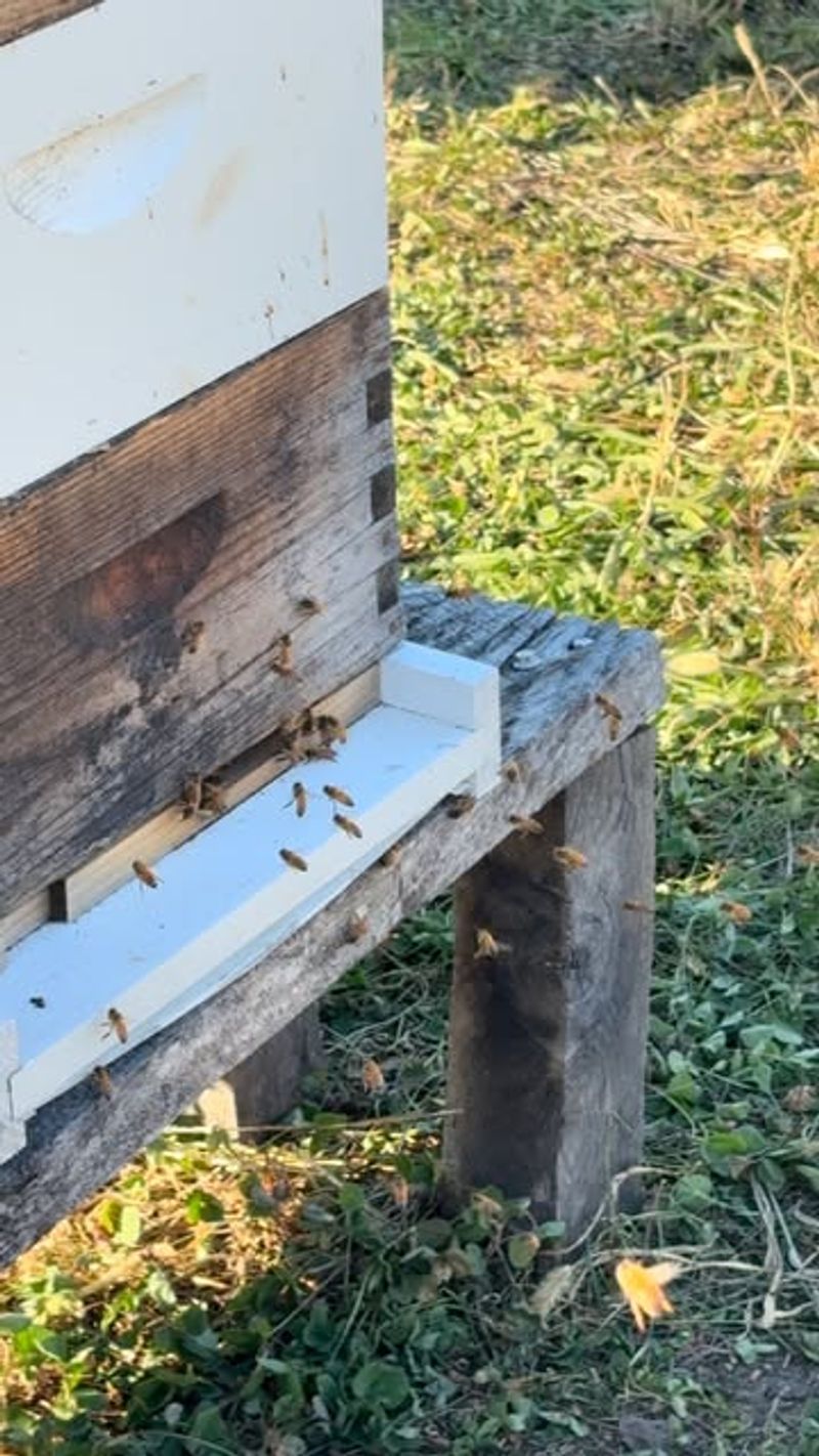 Varroa Mite Infestations