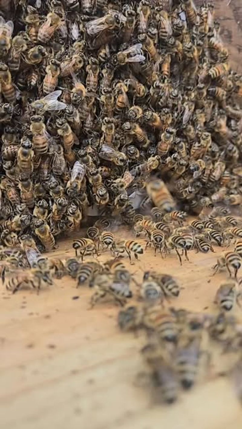 Varroa Mite Infestations