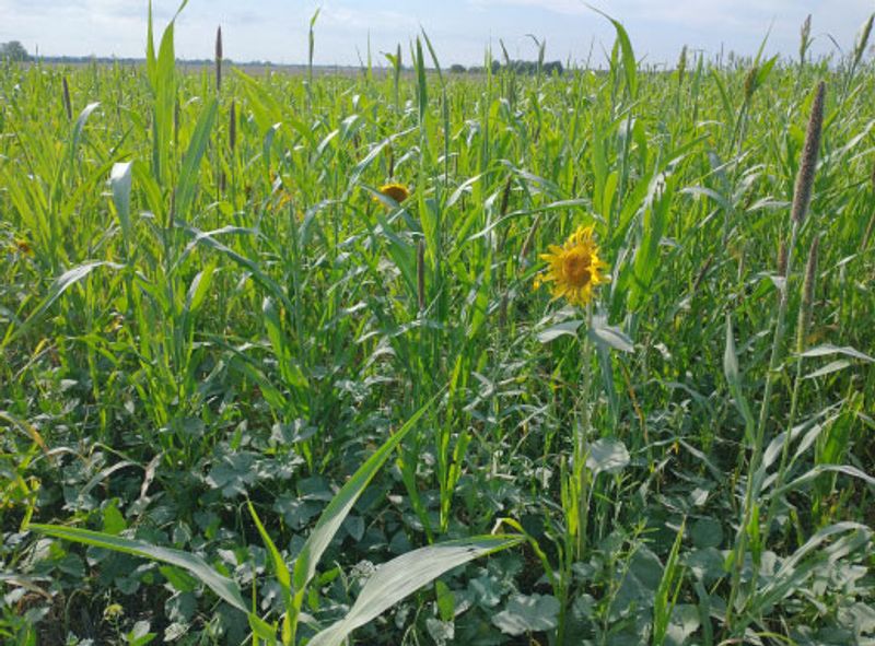 Phosphorus Depletion Threatens Root Development