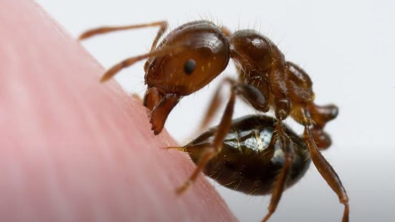 Their Stings Can Cause Serious Medical Problems