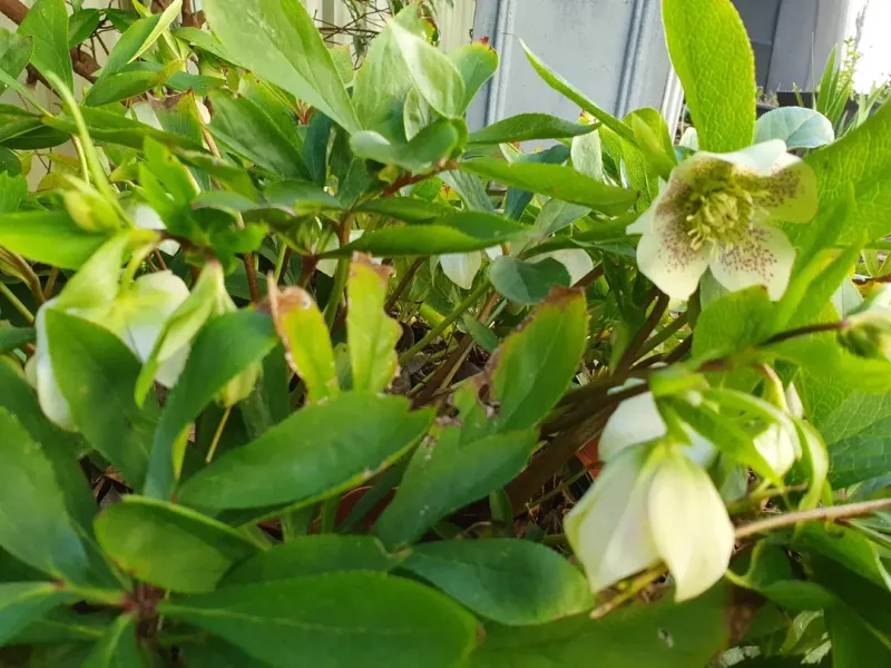 Evergreen Leaves Provide Year-Round Garden Interest