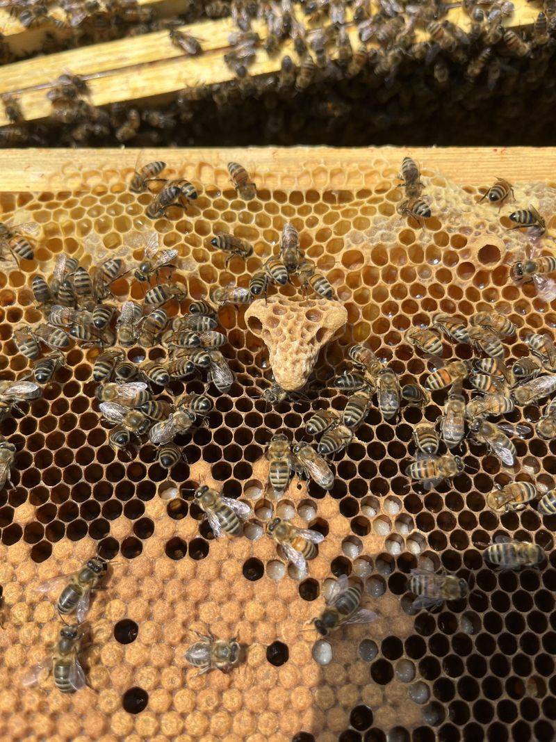 Parasites and Disease Outbreaks