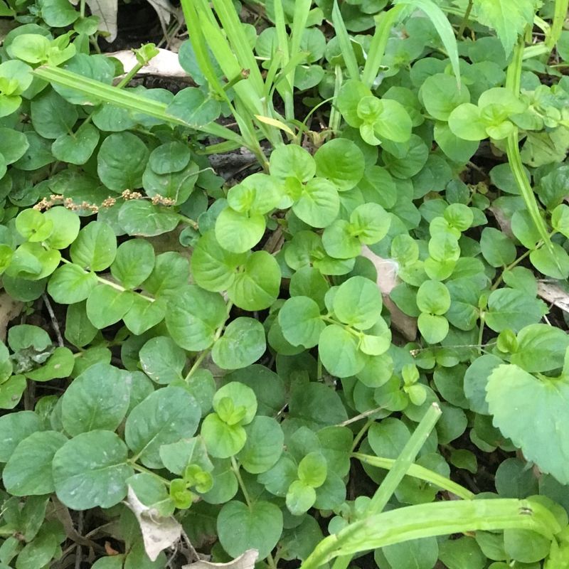 Invasive Plants Crowd Out Native Species