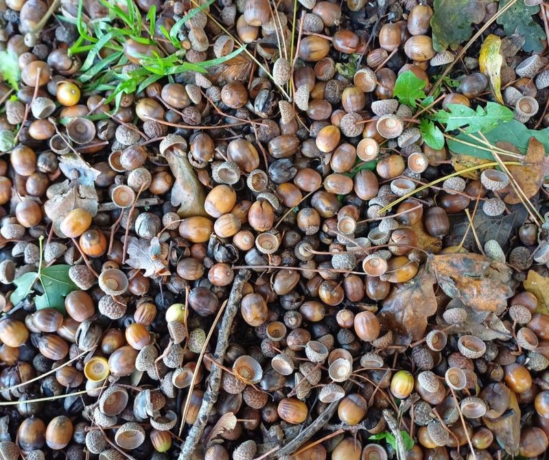 Wildlife Population Impact