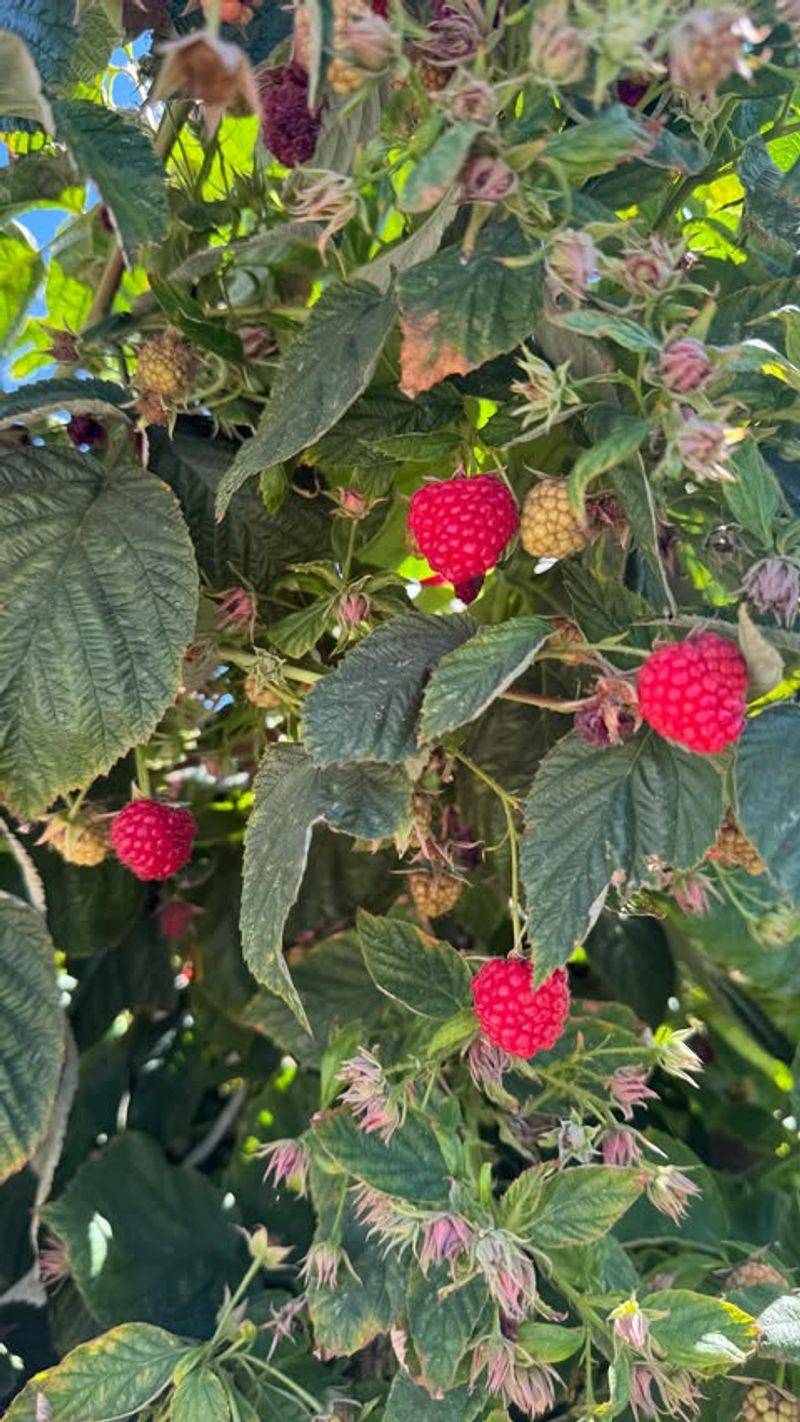 Raspberry Bushes