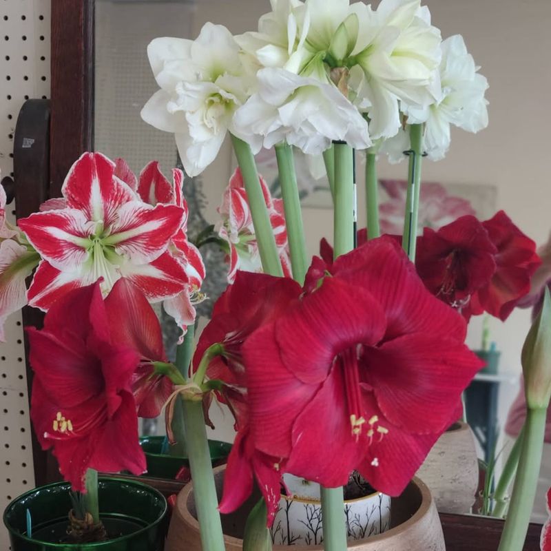 Office Desks Brighten Workspaces Naturally