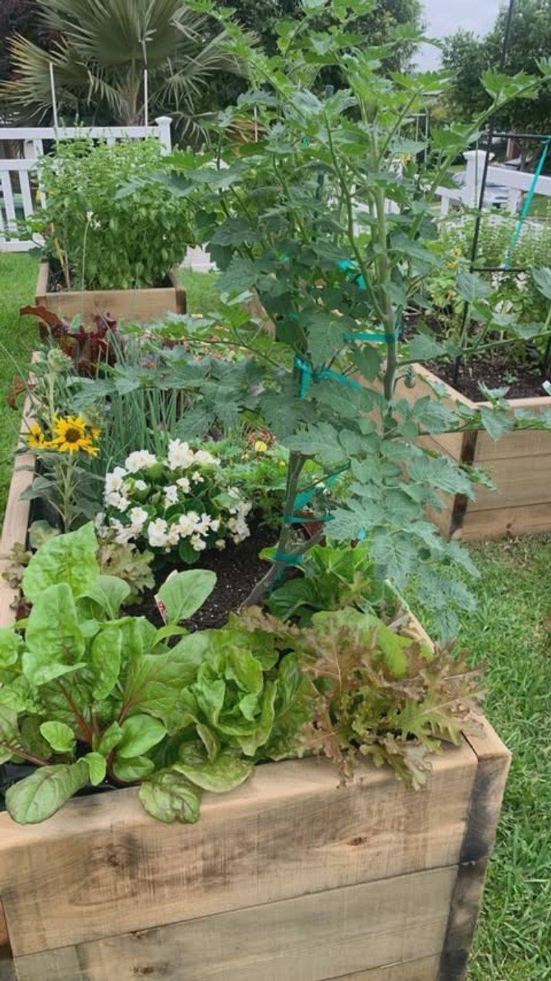 Front Yard Vegetable Gardens