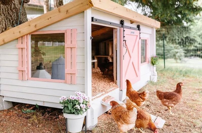 Backyard Chickens and Coops