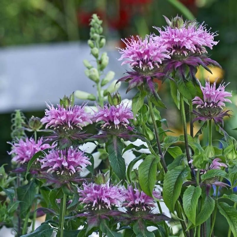 Companion Planting Potential Multiplies Butterfly Benefits