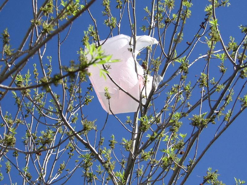 Plastic Bags and Trash