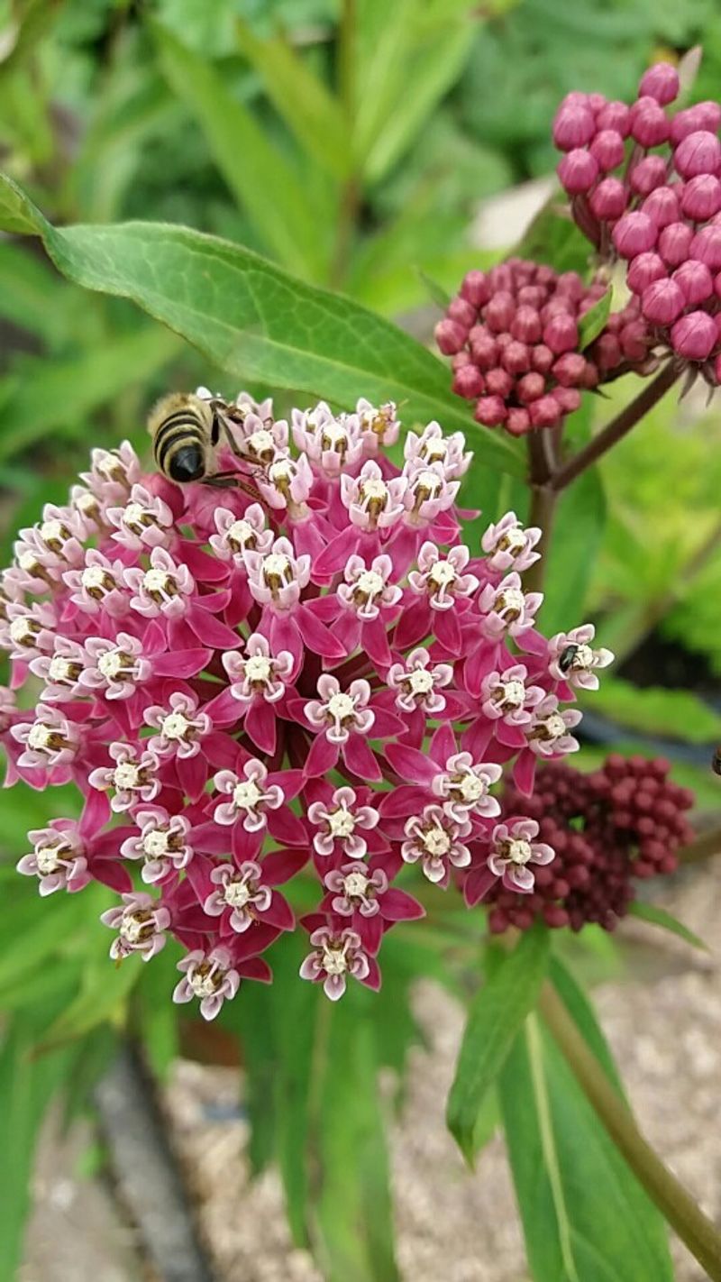Long Bloom Period Extends Feeding Opportunities
