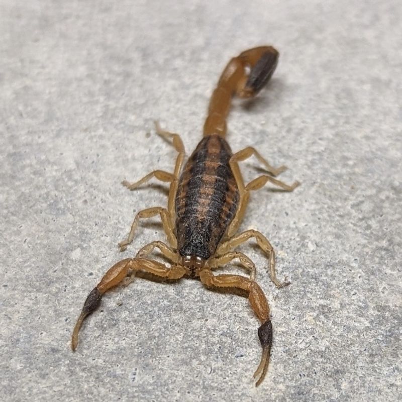 Striped Bark Scorpion