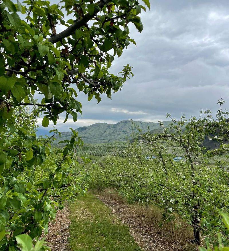 Pesticides From Apple Orchards Spread Poison