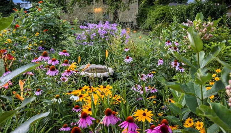 Native Plant Wonderland