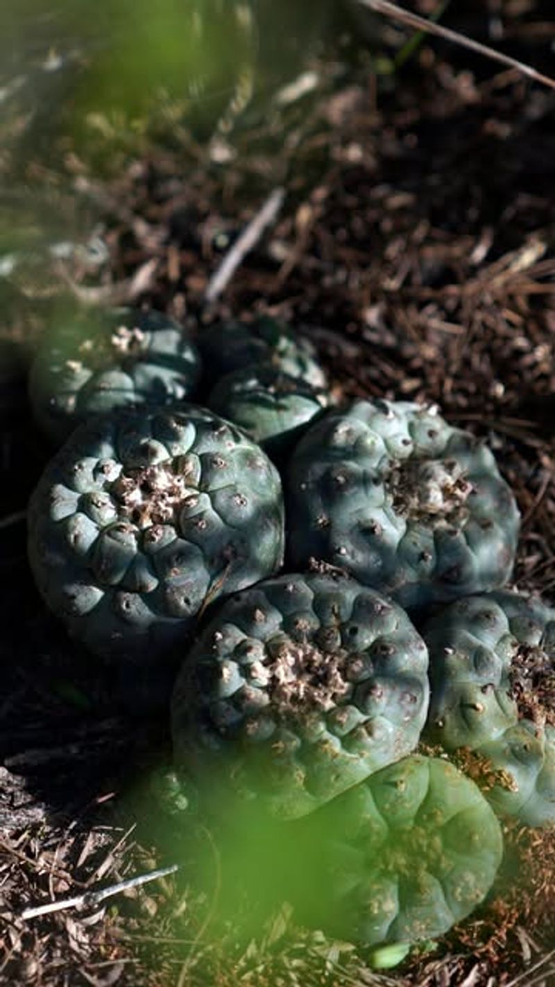 Peyote Cactus