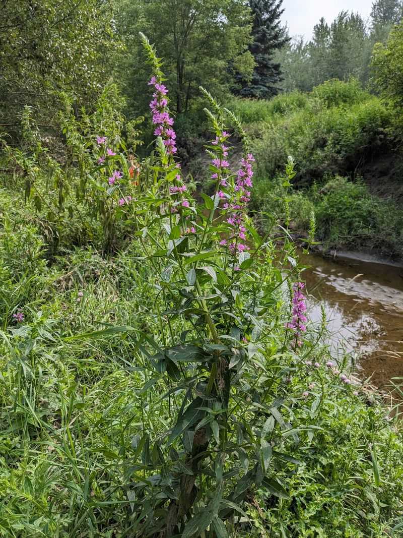Prohibited Noxious Weeds