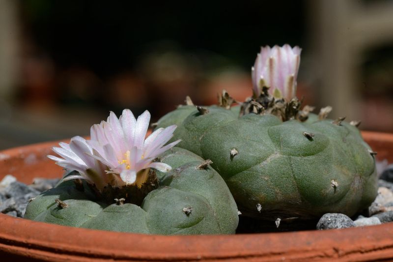 Peyote Cactus