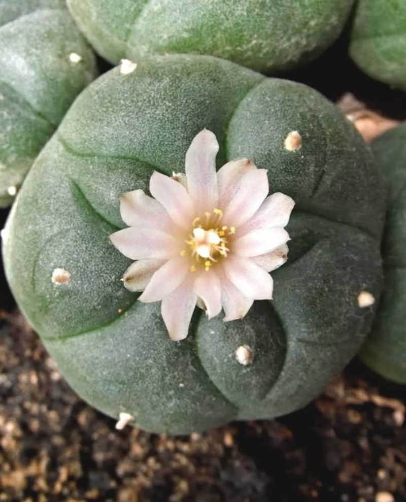 Peyote Cactus (Lophophora williamsii)