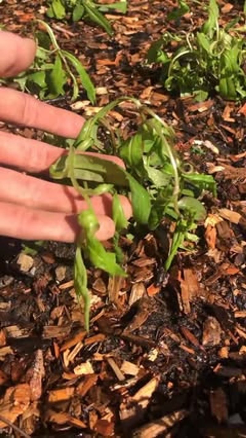Kudzu (Pueraria montana)