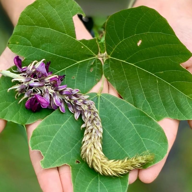 Kudzu (Pueraria montana)