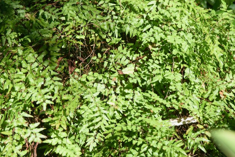 Old World Climbing Fern