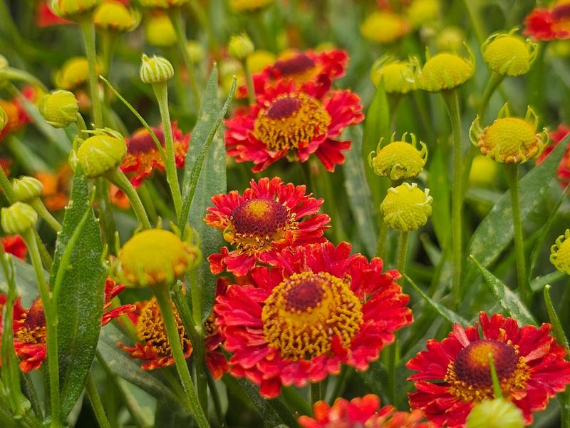 Helenium