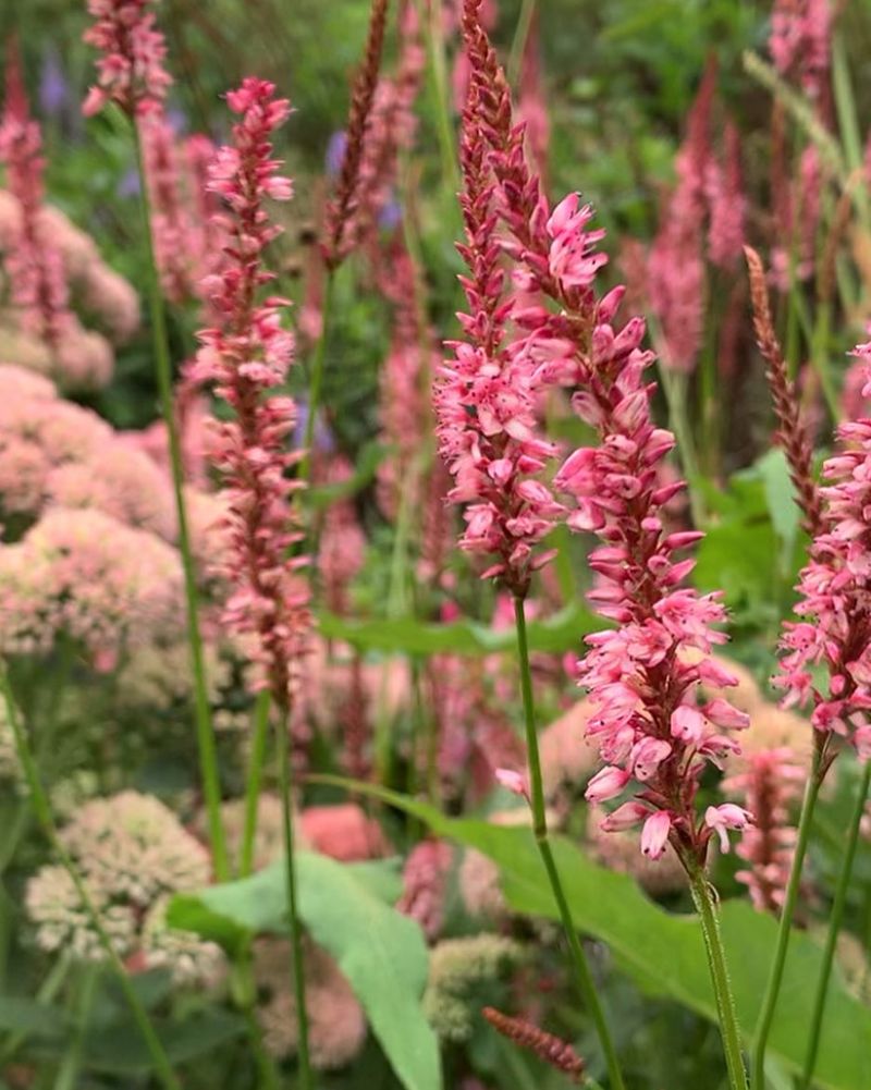 Persicaria