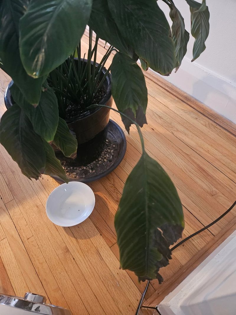 Hungry Roots Lack Essential Nutrients