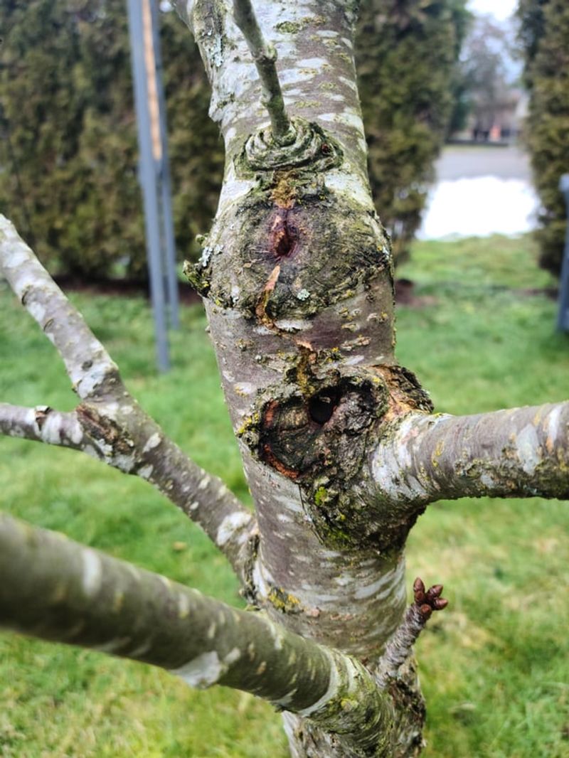 Plants Store Energy In Branches You're About To Cut Off