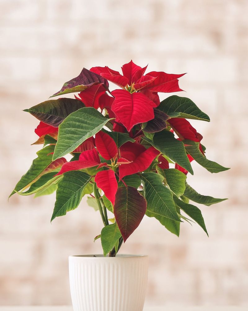 Doorway Placement Exposes Plants To Temperature Swings