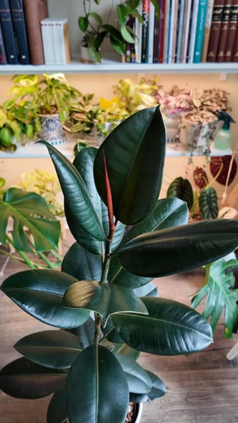 Dust Accumulation Blocks Light Absorption On Leaf Surfaces